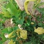 Aristolochia fontanesii Floare