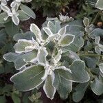 Euphorbia marginata ഇല