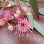 Eucalyptus sideroxylon Blüte