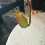 Nepenthes alata Folha