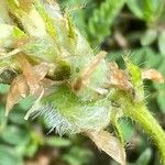 Astragalus hypoglottis Vrucht