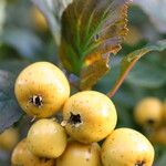 Crataegus gracilior Fruit