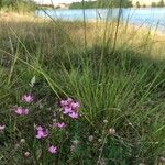 Centaurium littorale Hábito