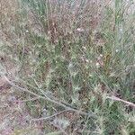 Aegilops geniculata Hábito