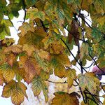 Acer spicatum Blatt