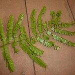 Pseudopiptadenia psilostachya Yaprak