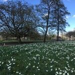 Narcissus × medioluteus Blomma