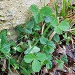 Potentilla sterilis ശീലം