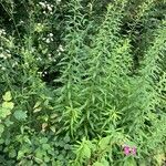 Solidago canadensisLevél