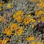 Eriogonum caespitosum Hábitos