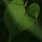 Ipomoea obscura Φύλλο