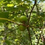 Vitis rotundifoliaPlod