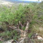 Sterculia africana आदत