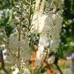 Actaea racemosa Blüte