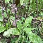 Salvia nemorosa Levél