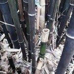 Phyllostachys nigra Corteccia