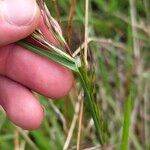 Avenula pubescens Likasa