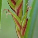 Carex ferruginea Hábito