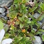 Cerastium alpinum Foglia