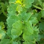 Ranunculus muricatus Blad