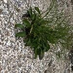 Limonium carolinianum Лист