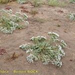 Limonium lobatum Hàbitat