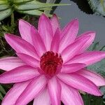 Nymphaea rubra Flower