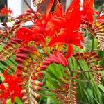 Crocosmia aureaफूल