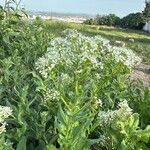 Lepidium draba Natur