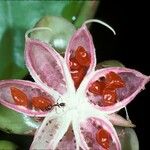 Dillenia suffruticosa Fruit