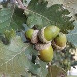 Quercus pubescens Fruit