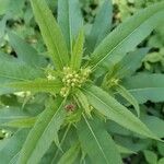 Senecio cacaliaster Folha