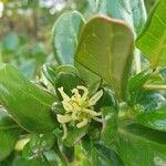 Coprosma repens Flower