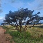 Acacia tortilis Blad