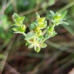 Justicia heterocarpa Blad