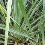 Pandanus urophyllus Yaprak