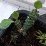 Euphorbia ritchiei Frunză