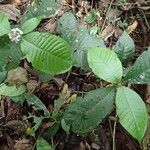 Psychotria globosa Hábito