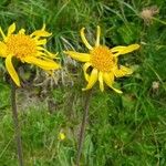 Arnica montana 花