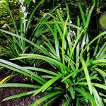 Liriope spicata অভ্যাস