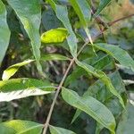 Rhus copallinum Fuelha