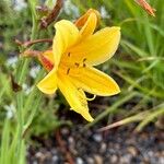 Hemerocallis lilioasphodelusFlower