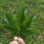 Potentilla heptaphylla Blad