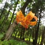 Lilium michiganense Fleur