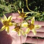 Bidens aureaBlüte