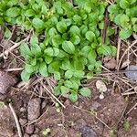 Valeriana locusta 葉