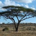Acacia tortilis Hoja