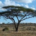 Acacia tortilis Blad