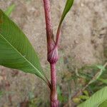 Persicaria hydropiper Casca