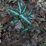 Chimaphila maculata Hoja